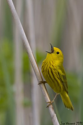 YellowWarbler