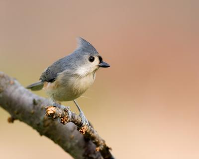 Tufted Titmouse