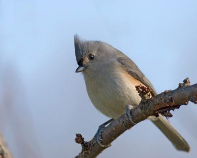Tufted Titmouse