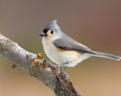 Tufted Titmouse