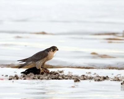 Peregrine Falcon