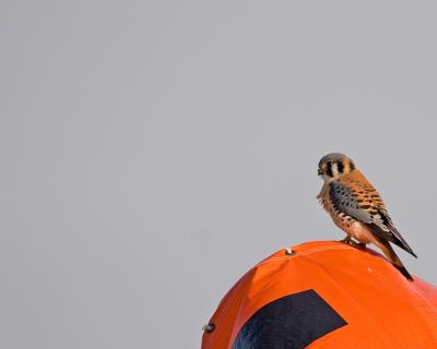 American Kestrel