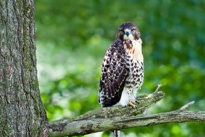 Redtail Hawk