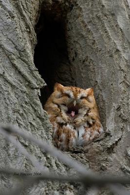Screech Owl Yawning