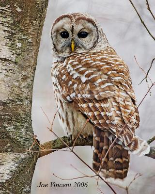 Barred Owl