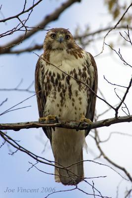 Redtail Hawk