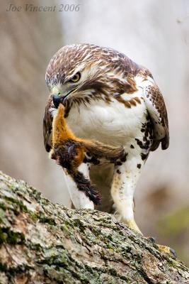 Redtail Hawk