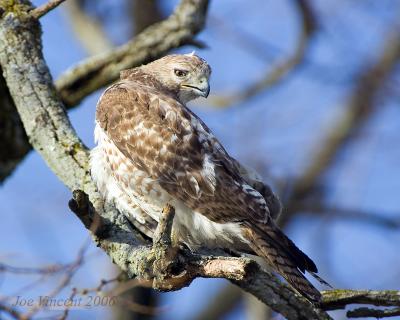 Redtail Hawk