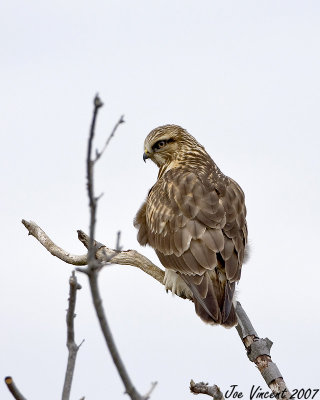 Light Morph Rough Legged Hawk