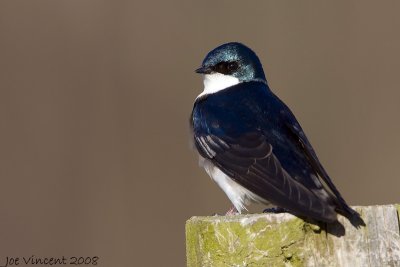 Tree Swallow