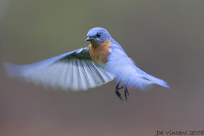Eastern Bluebird Hovering