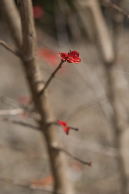 A splash of red