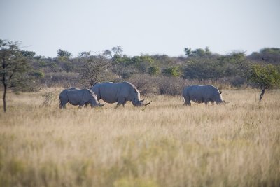 Rhino - Triple pack