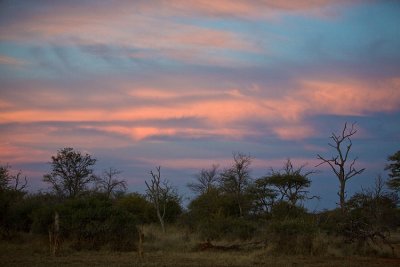 Madikwe sunset