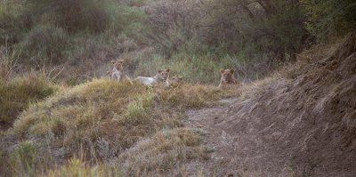 more lions