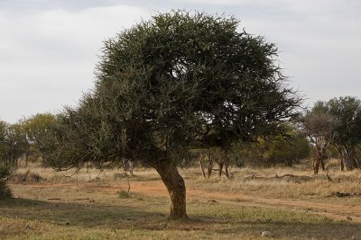 Shepherd Tree