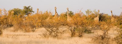 Ten Giraffes