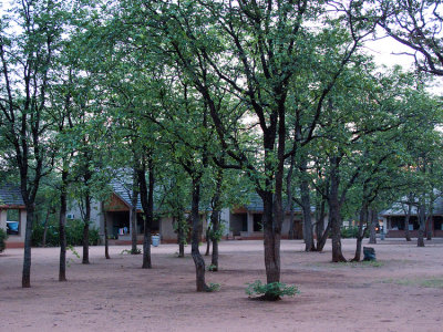 Shingwedzi Camp ~ Kruger National Park