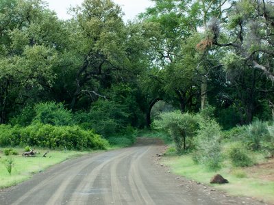 The road to Crooks Corner