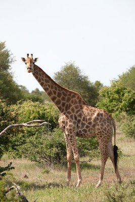 Giraffe