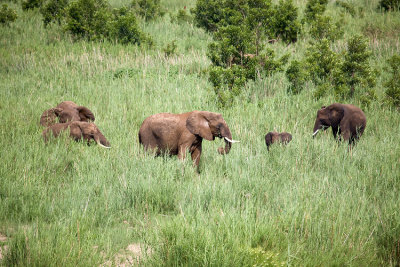 Elephants