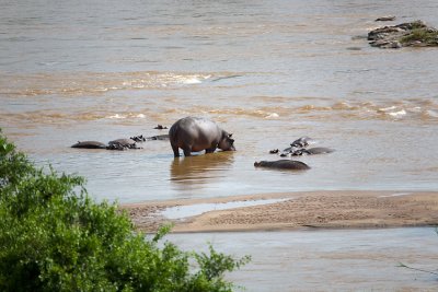 Hippos