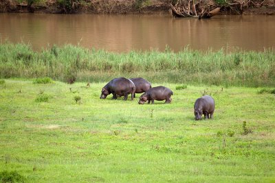 Hippos