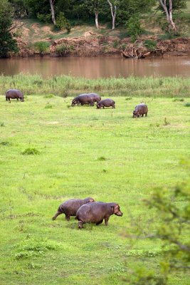 Hippos a'runnin