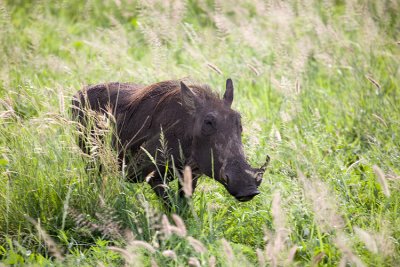 Warthog