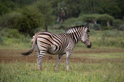 Zebra