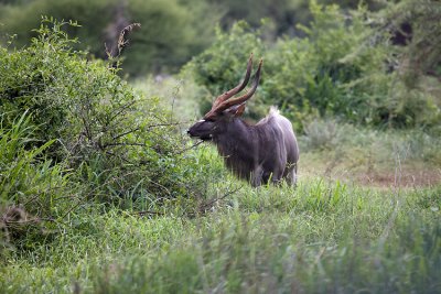 Male Nyala