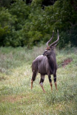 Nyala