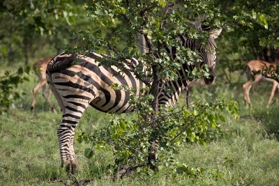 Zebra in hiding