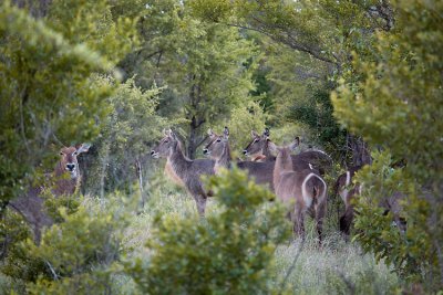 Waterbuck