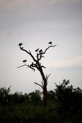 Marabou Storks