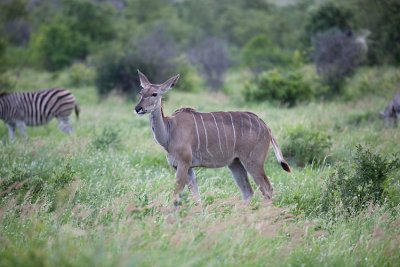 Female Kudu