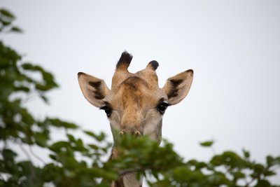 Giraffe