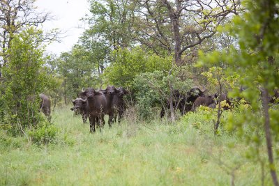 young female buffalo