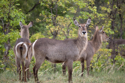 Waterbuck