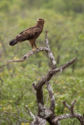 African Eagle