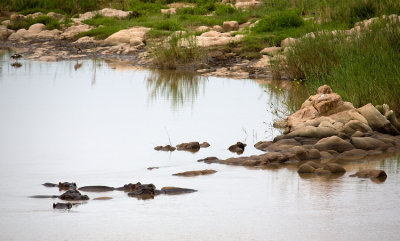 Rocks or Hippos?