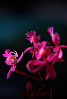 Lady in Pink