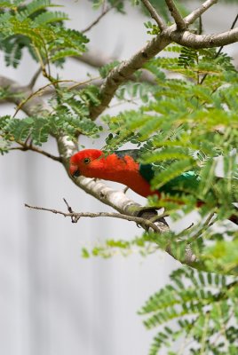 Australian King Parrot - Male