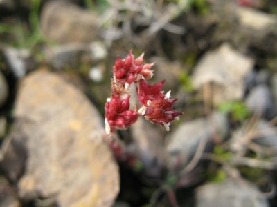 Flowers growing on the Beach