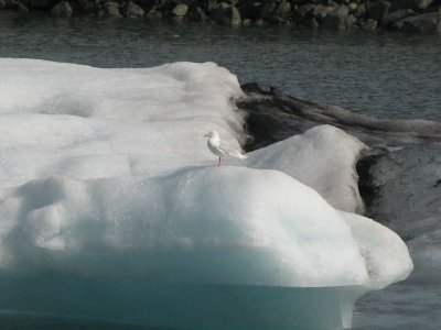 Iceberg and a Seagale