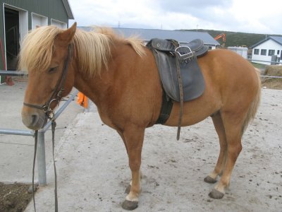 My Horse - He has a long Scandinavian Name...