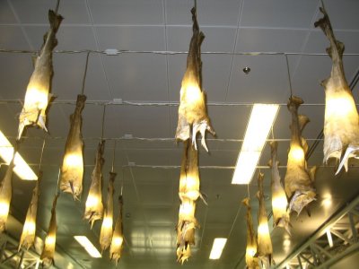 Guess with what these Lamps are made...