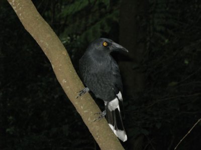 Pied Currawong