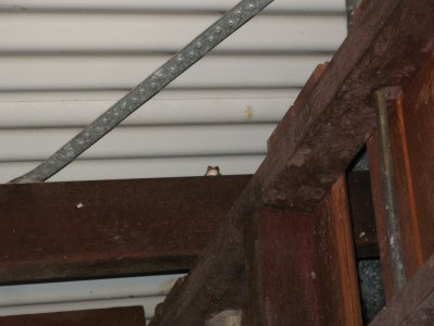 Eastern Dwarf Treefrog?
