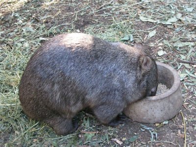 A lovely Wombat